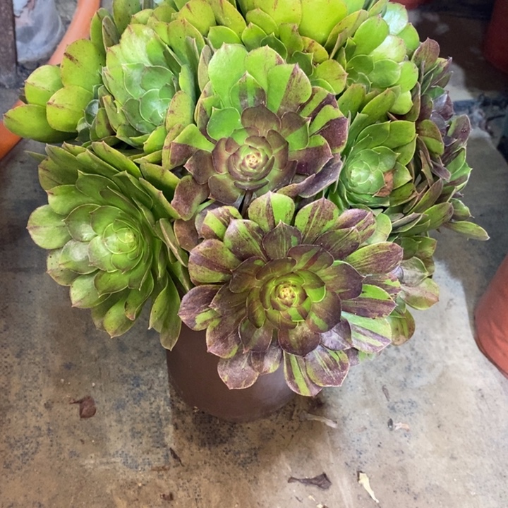 花月夜多肉植物5。 