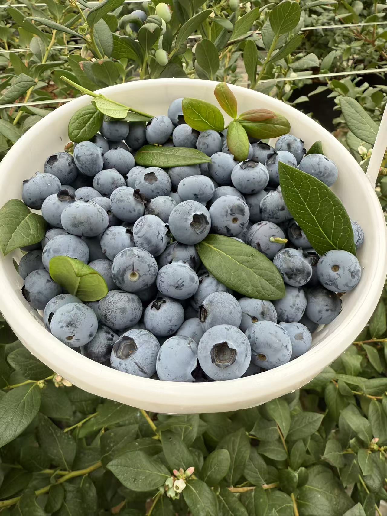 云南花香蓝莓新鲜现采摘脆甜多汁顺丰空运