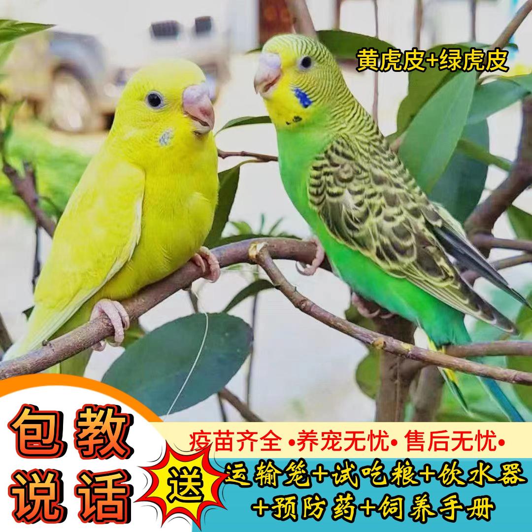 鹦鹉活鸟宠物鸟观赏鸟手养鹦鹉单层笼双层别墅笼养殖笼谷子-LWZ