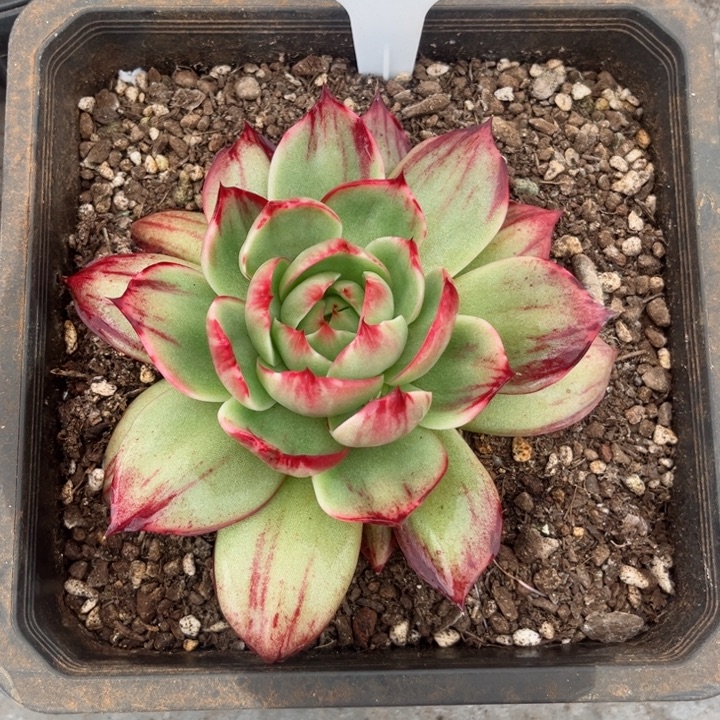 月***弯惊鸿仙子多肉植物A320