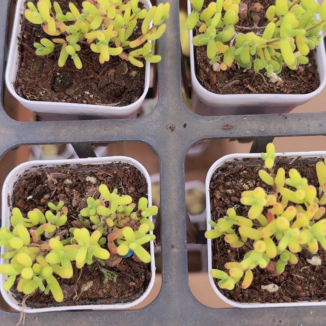 蜜橘糖球杆锦多肉