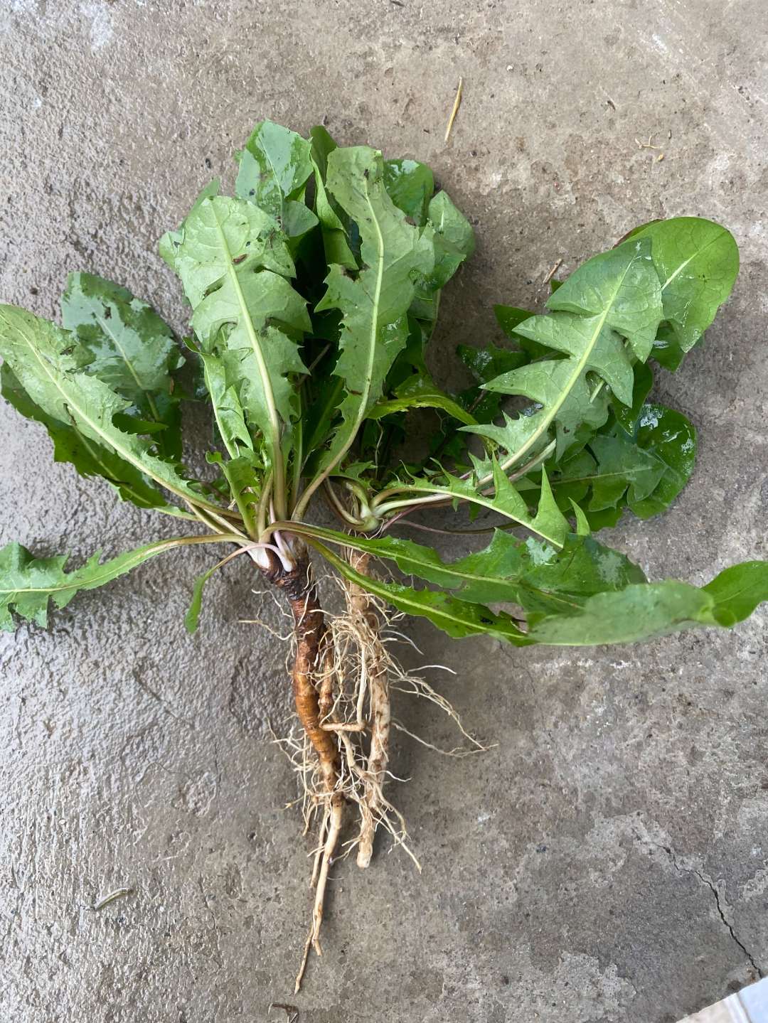 贵州野生野菜天然婆婆丁苗嫩叶嫩芽蔬菜