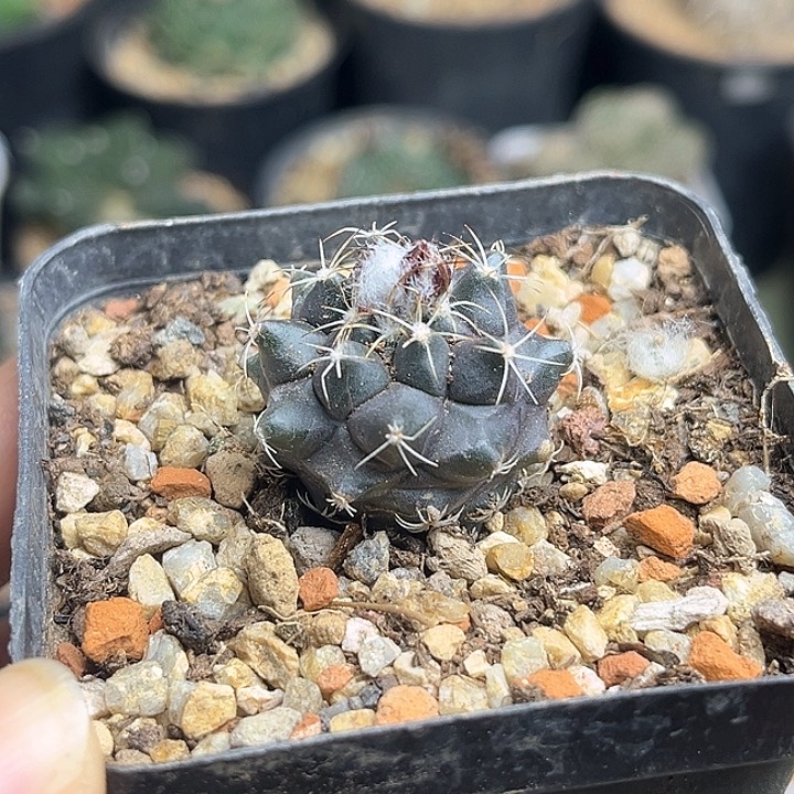 紫皮刘氏丸实生球2.8公分