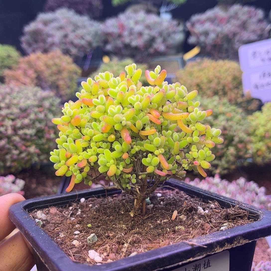 130蜜橘糖球枝干番杏