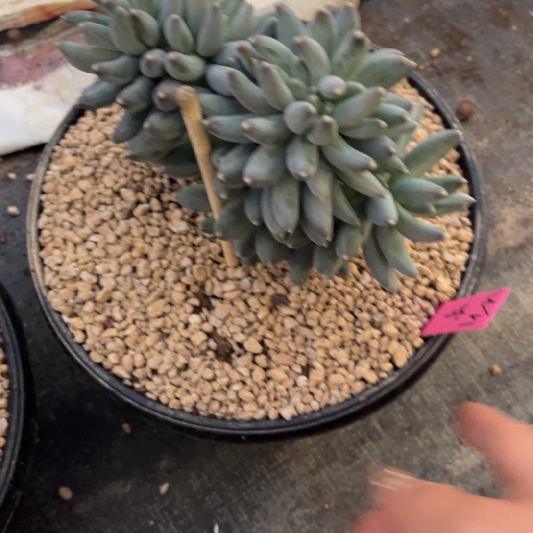 “***۶美人杂交缀化寄养，，，