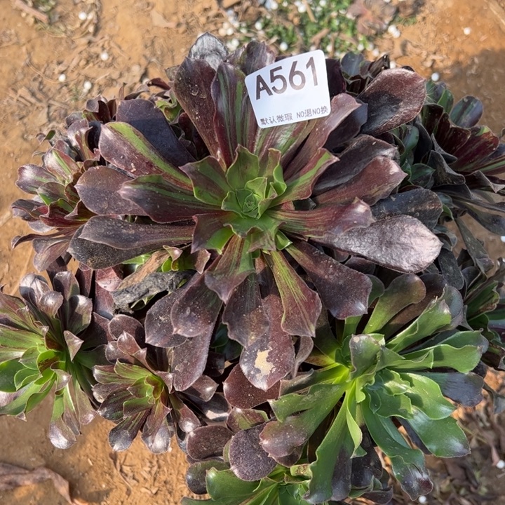 欧若拉多肉植物561.