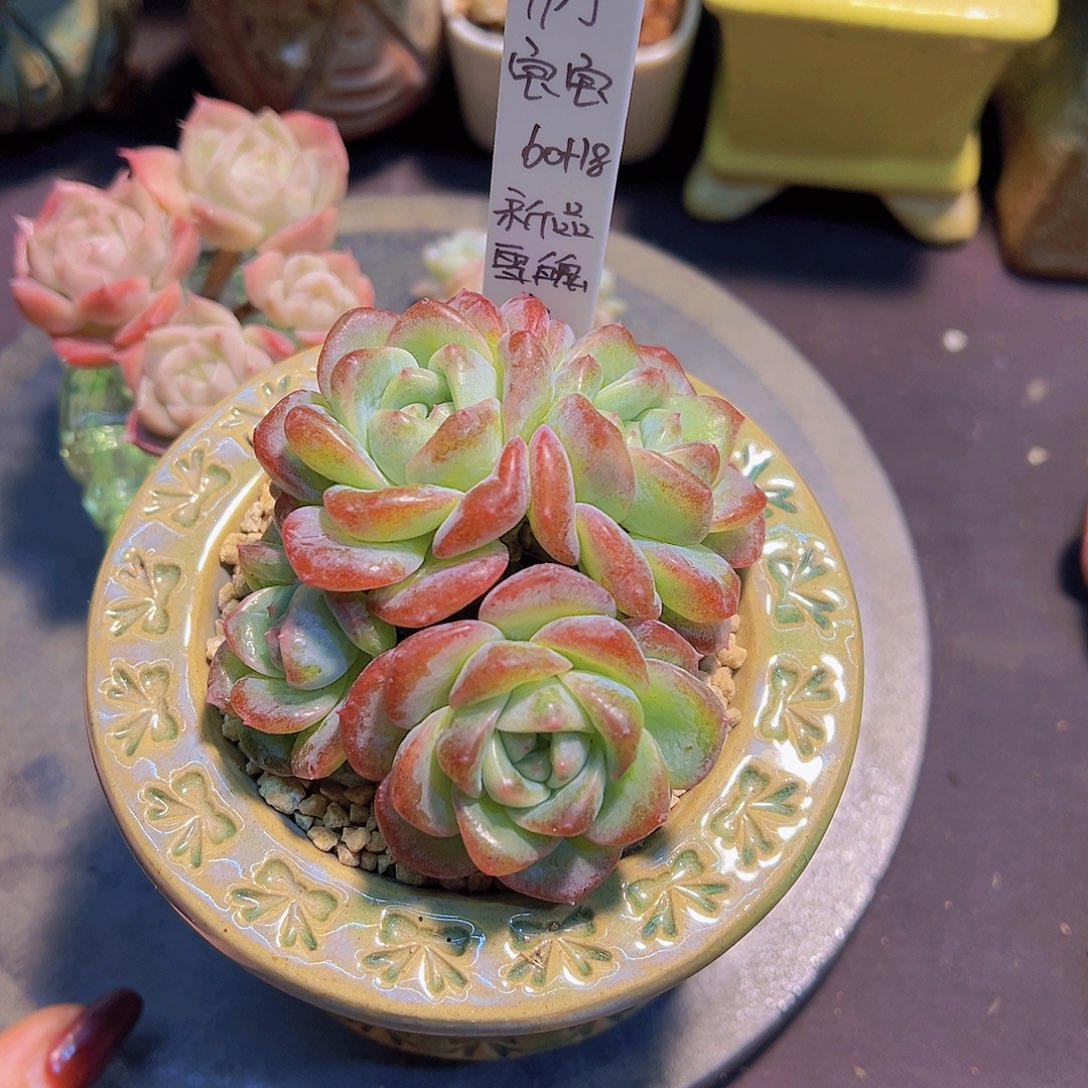 布**寳新品，多肉植物，