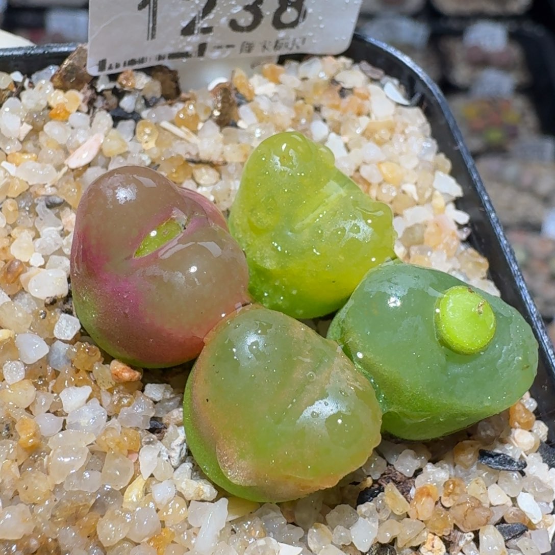 zz好货也清了1238