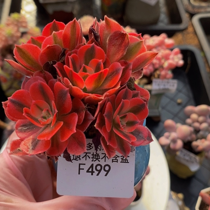 法师7cm499多肉植物