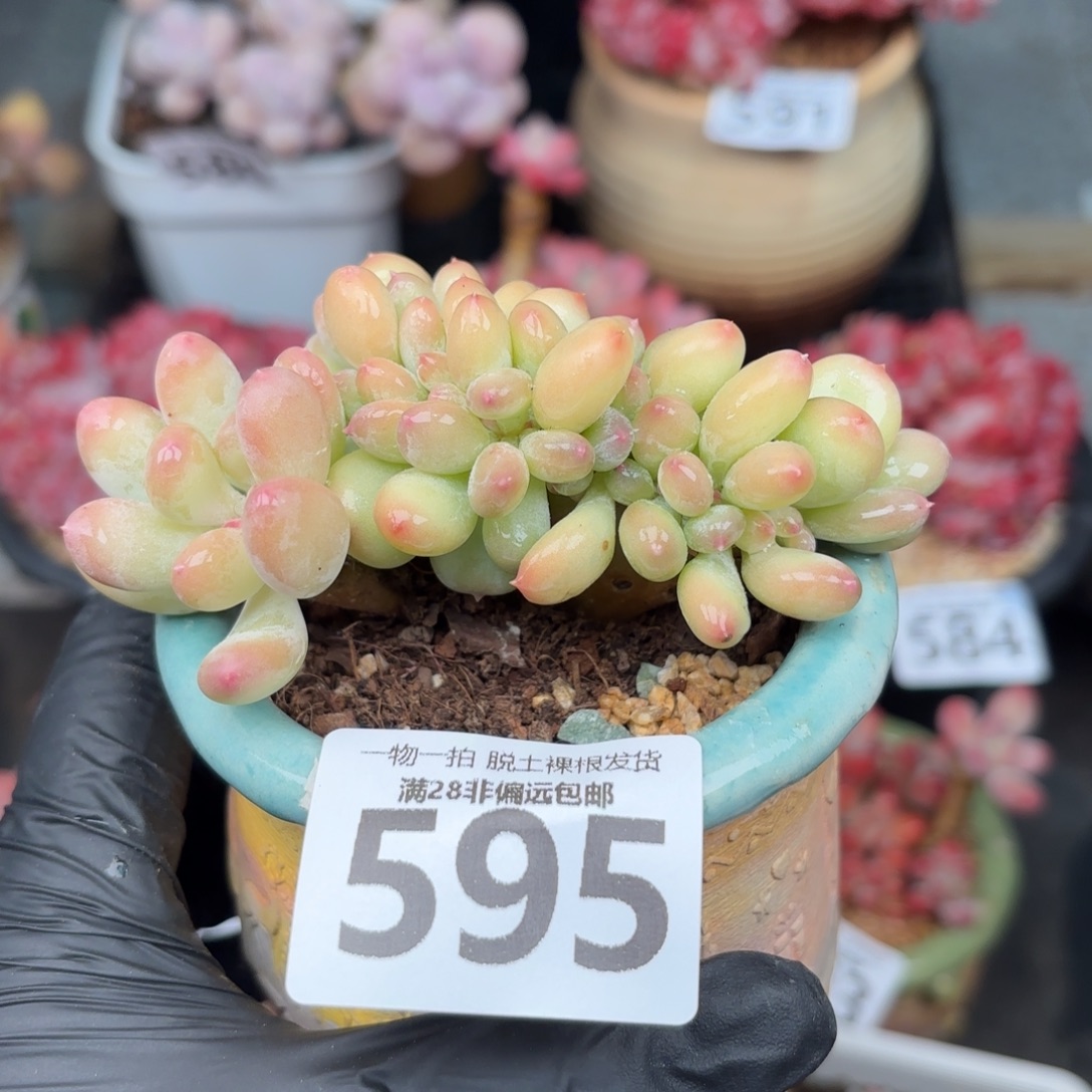 三日月美人缀无盆土发货