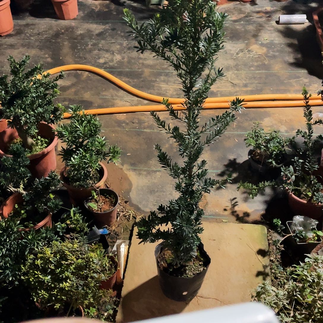 丽***姐无花朵罗汉松盆景罗汉松