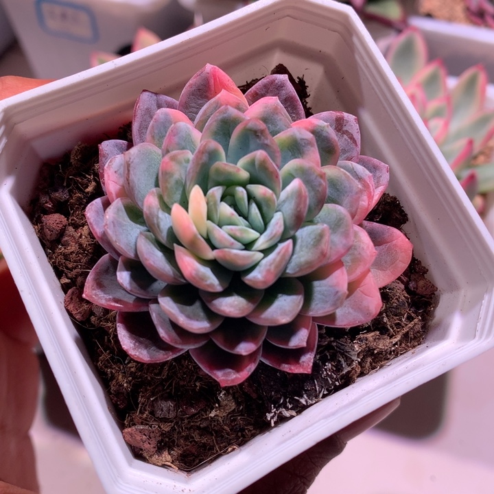 暮光之城锦锦锦锦