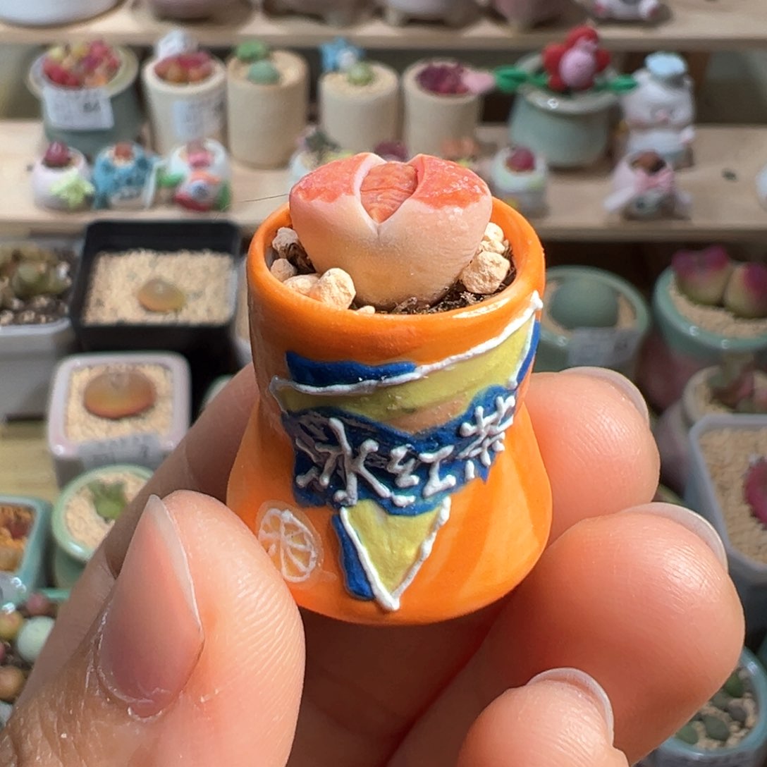 多肉植物125号拇指盆