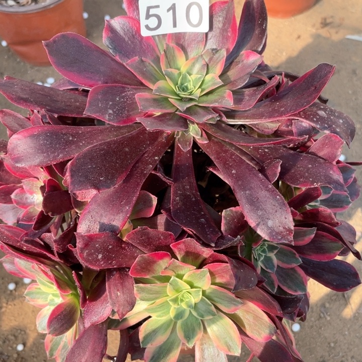 510多肉植物金丝雀