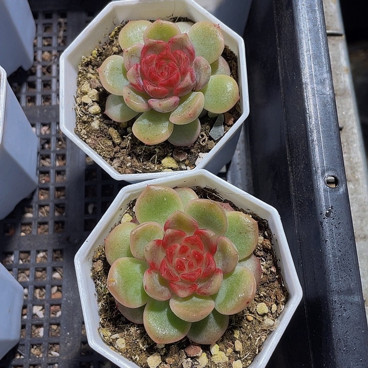 葡萄珍妮带盆土发