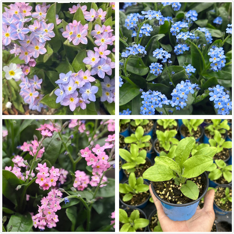 勿忘我梦境矮生勿忘我花苗贝拉米蓝色小清新阳台耐寒盆栽花卉包邮