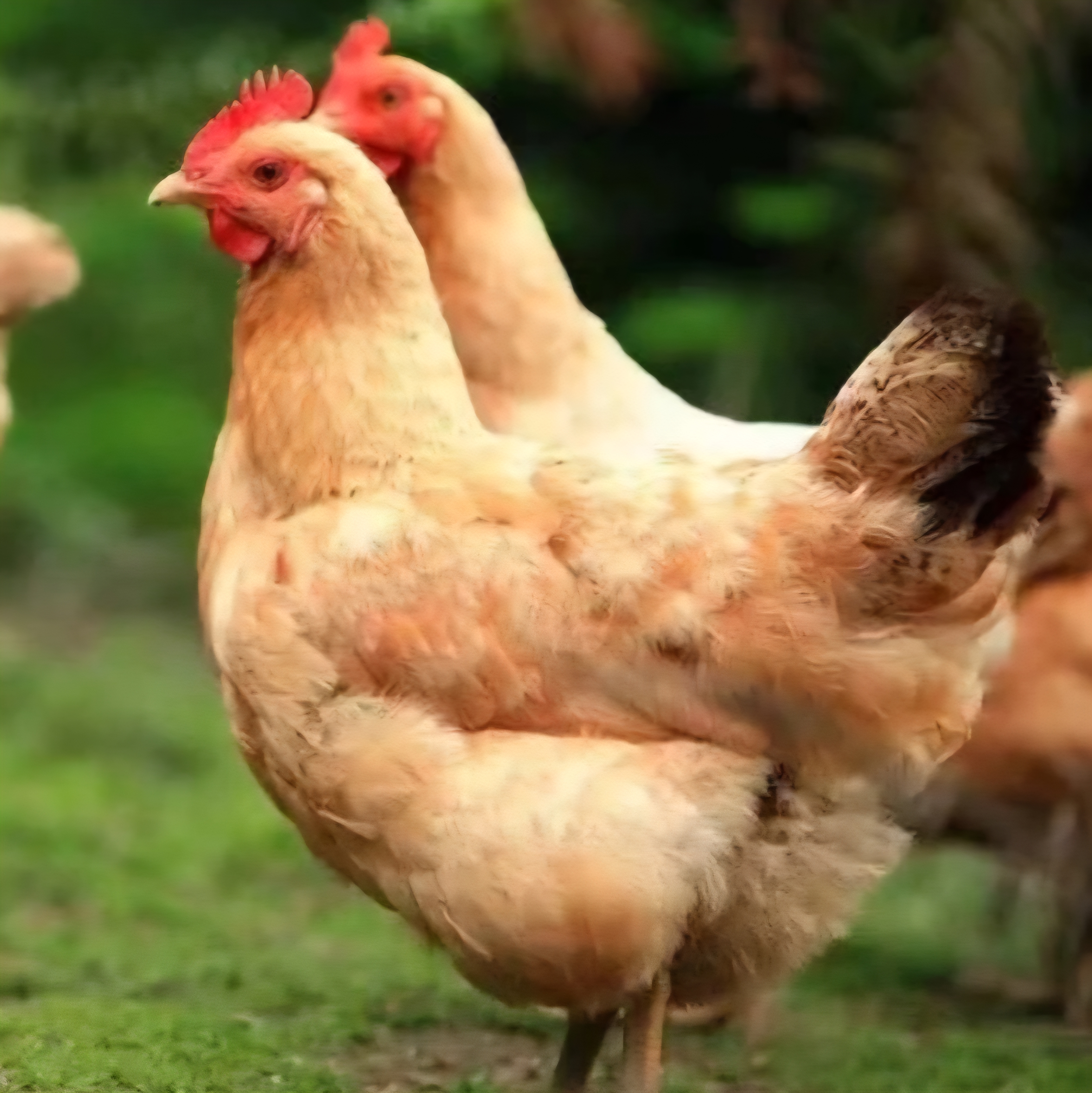 【淑山助农肉】农间新鲜肉类新鲜现发