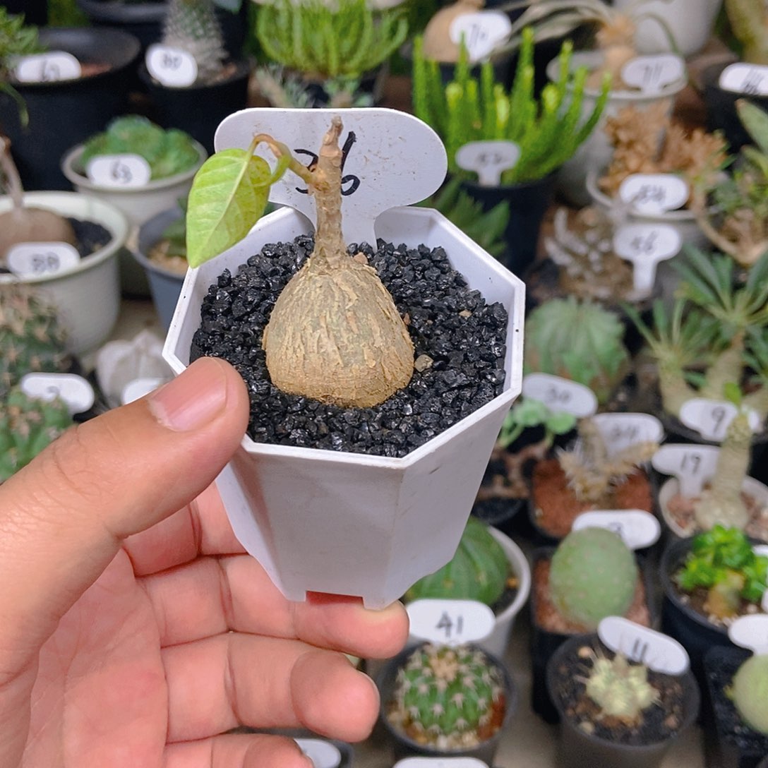 红脉榕一个一物一拍