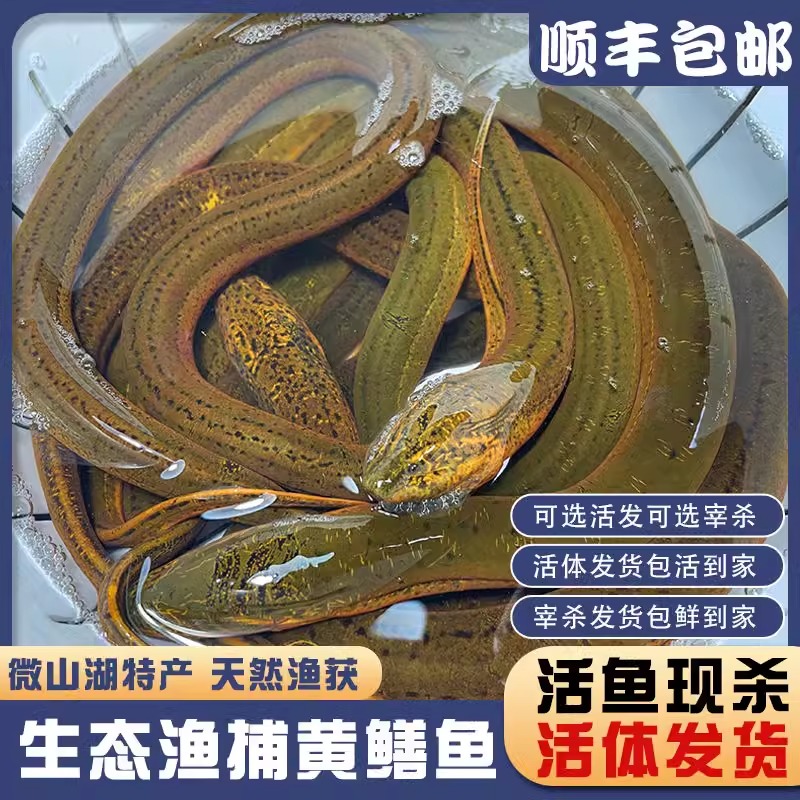 【鲜活发货】土黄鳝新鲜黄鳝鲜活活体黄鳝鱼活鱼现捕现抓鳝鱼