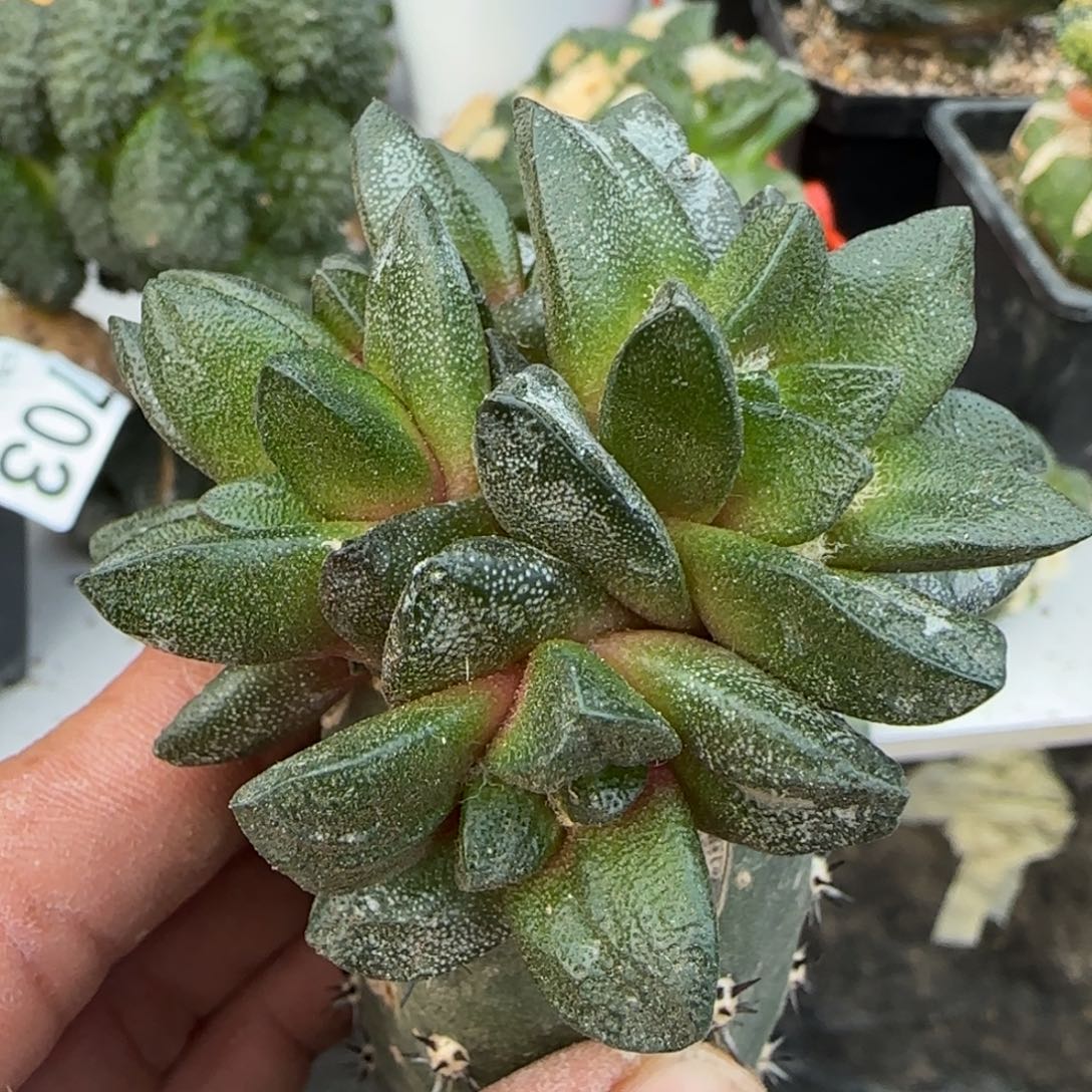 【闪购商品】日系短尤龙角群头270