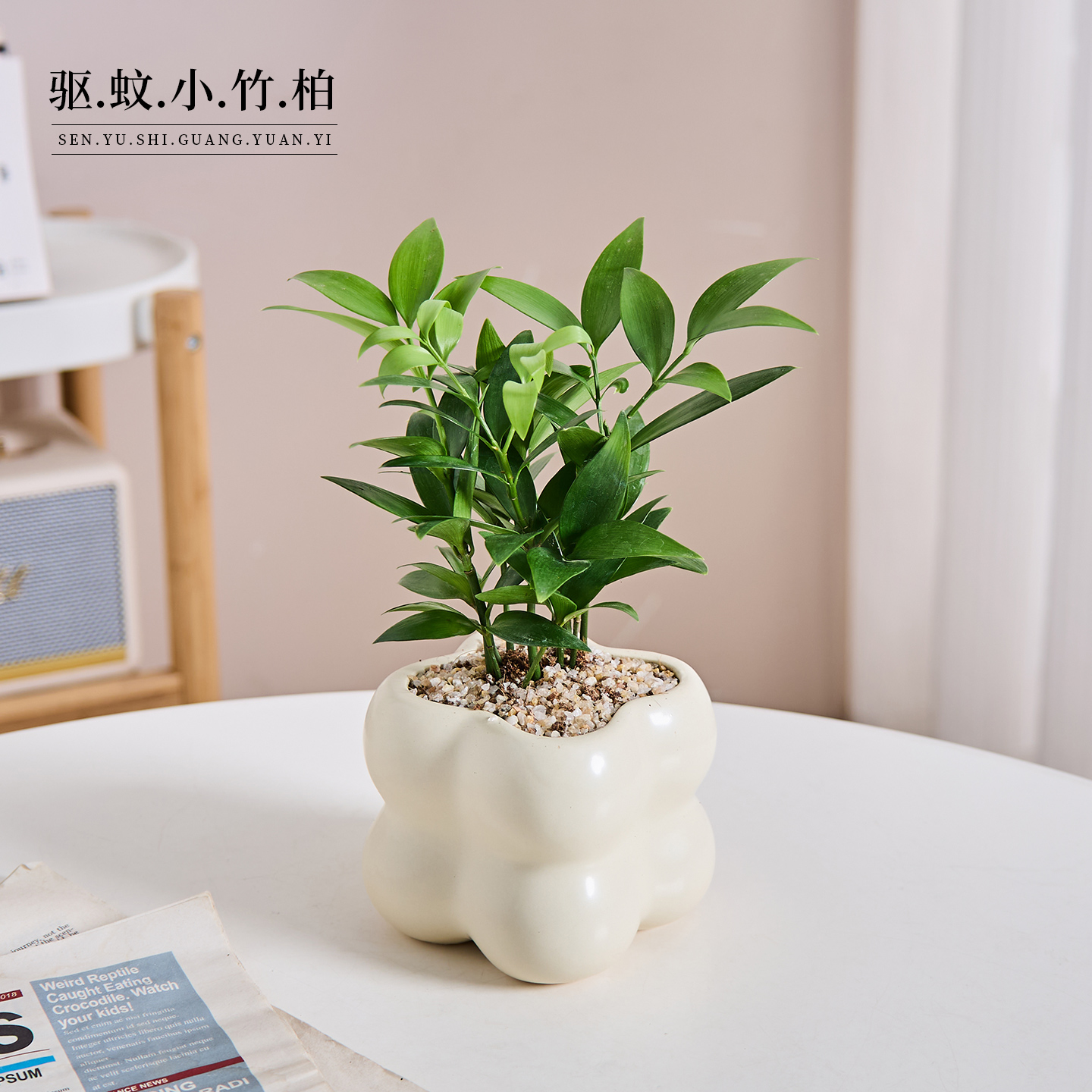 驱蚊竹柏盆栽办公室内客厅桌面绿植花卉净化空气四季常青好养植物