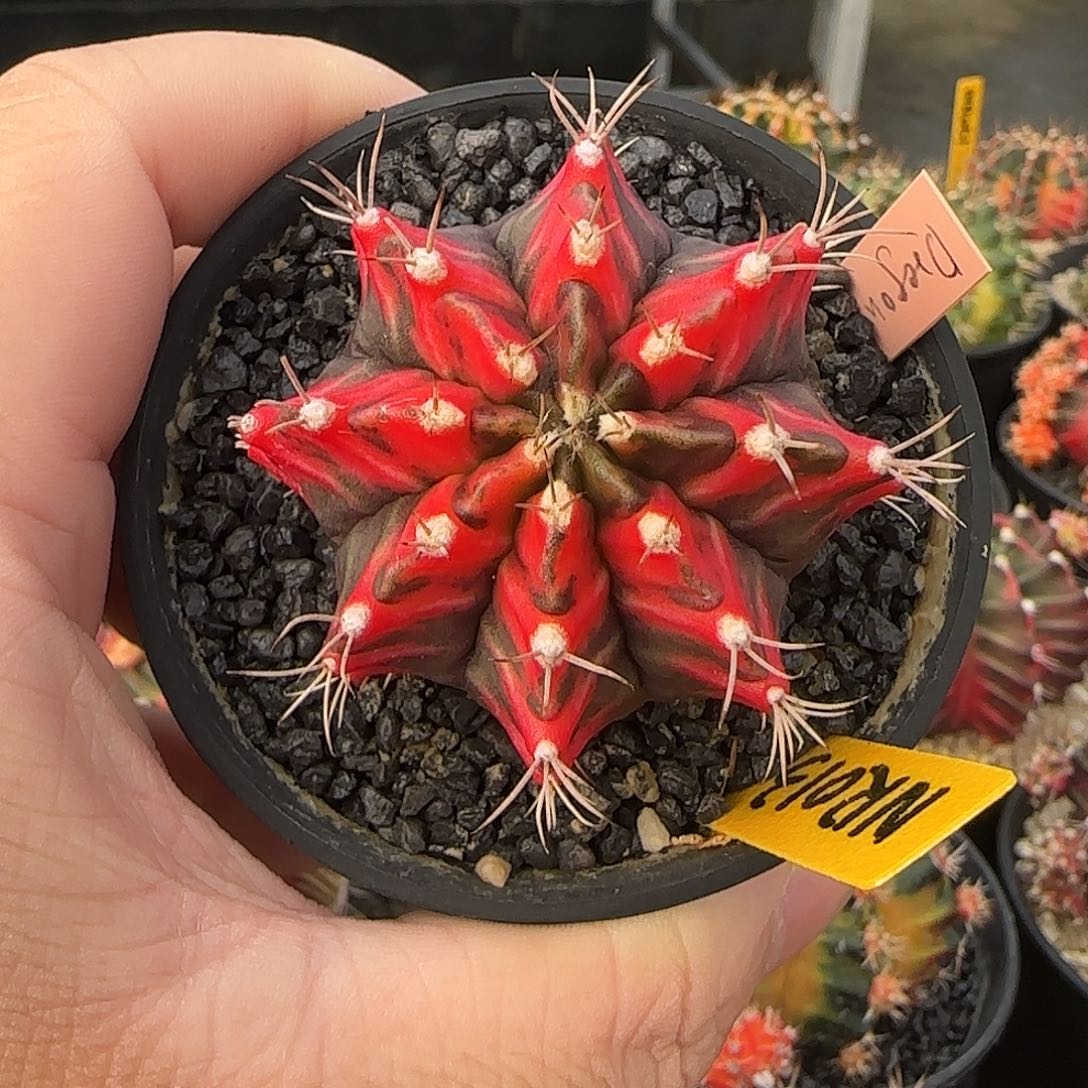 N7-1228泰国米哈红蜻蜓