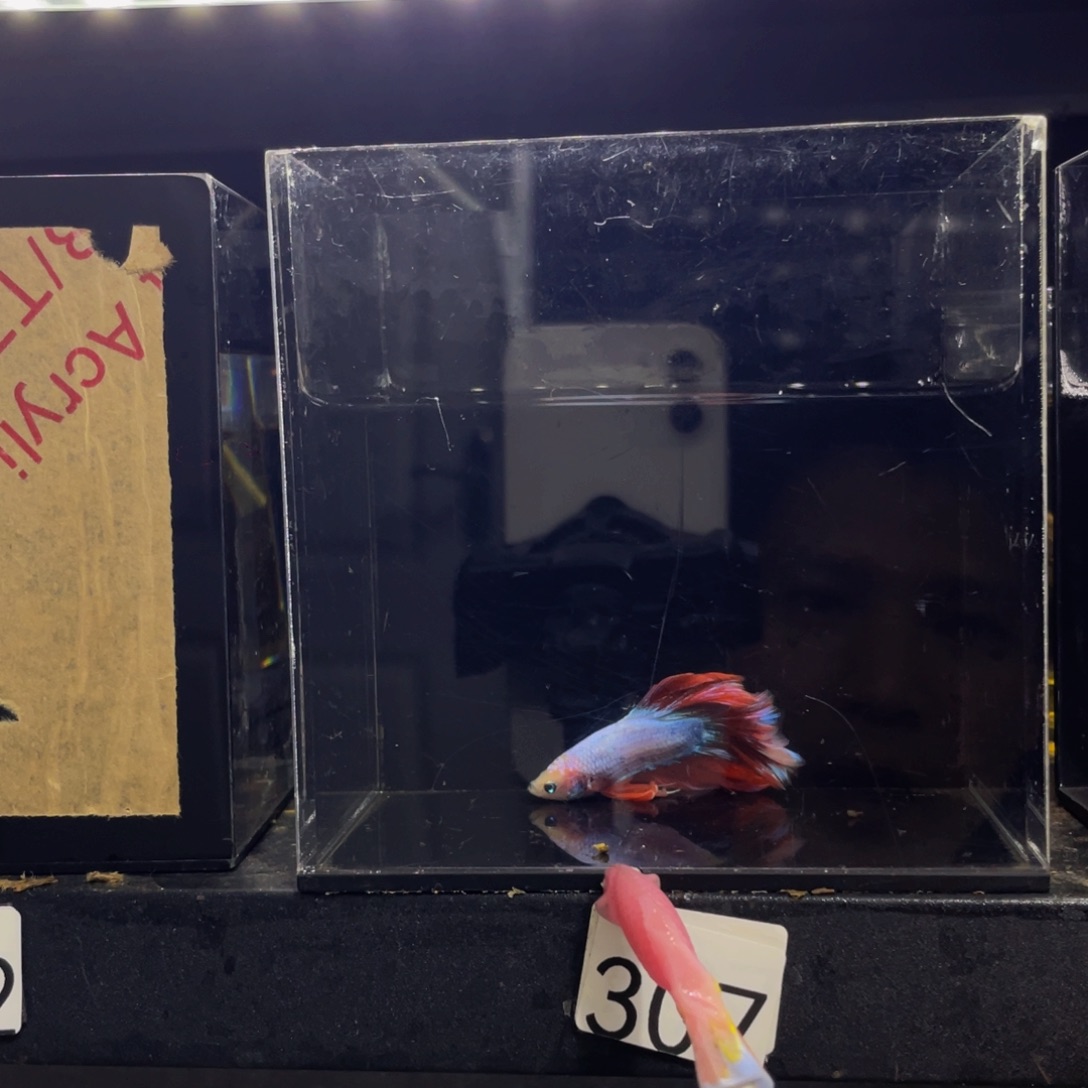 爆***心斗鱼哈哈哈哈哈哈弟弟