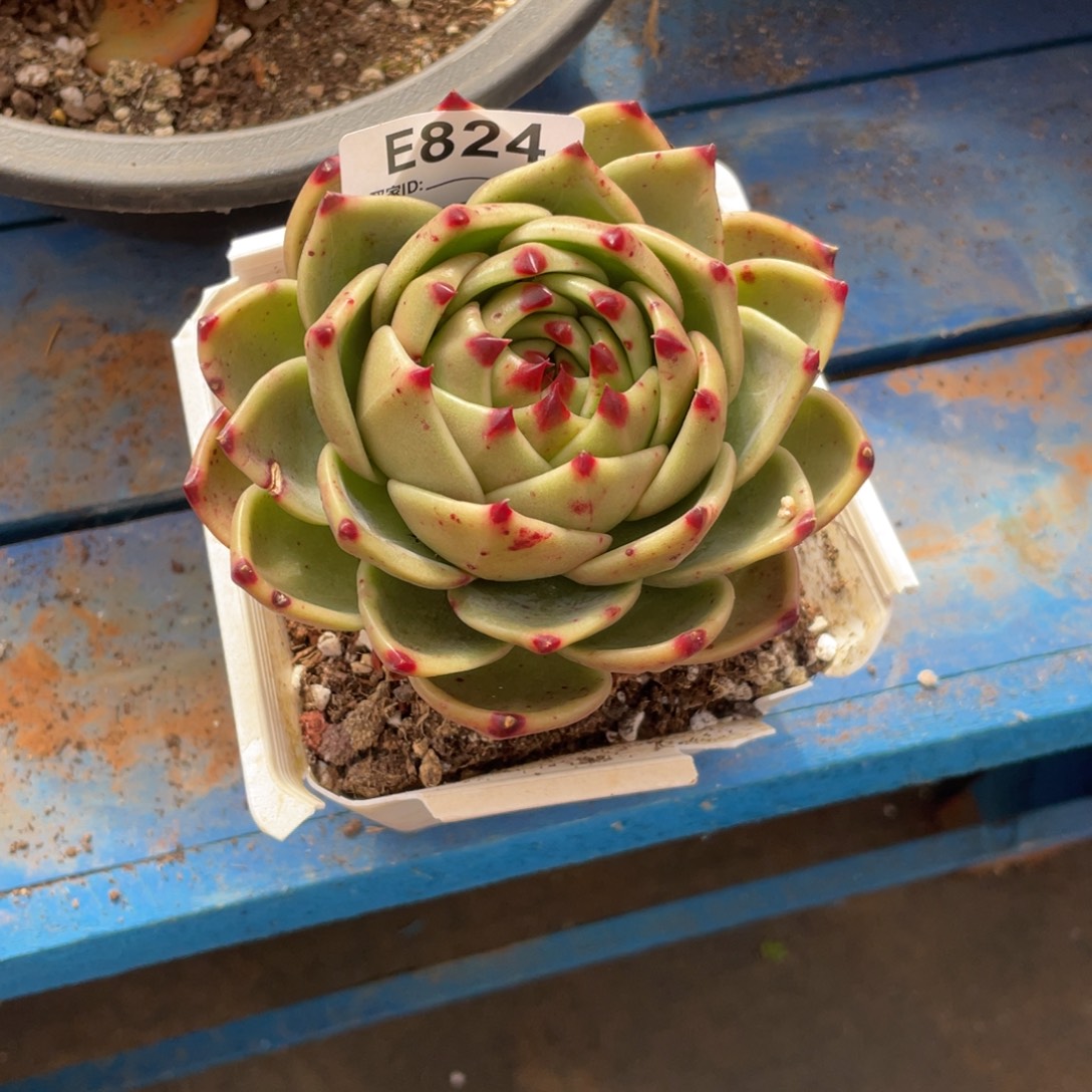 用***开无花朵若如东云组拍E824