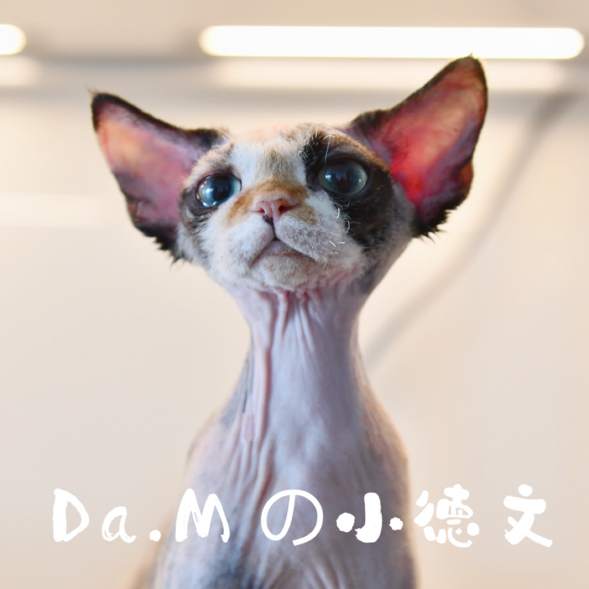 三花德文卷毛猫妹妹