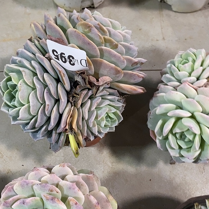 最***心395白雪杂多肉植物多肉