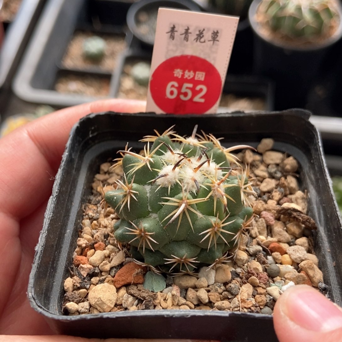 实生钢钉3.6cm一棵