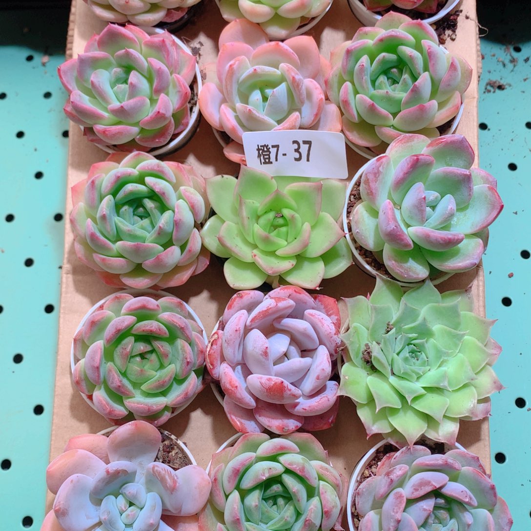 7-37一物一拍带盆18颗