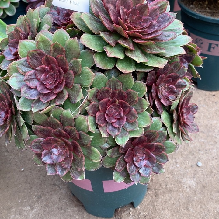 264万圣节红拉丝多肉植物