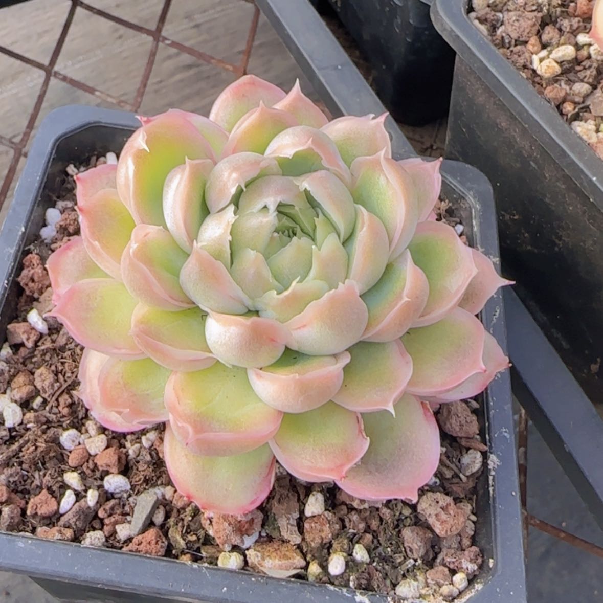 【闪购商品】母本虾饺29.9