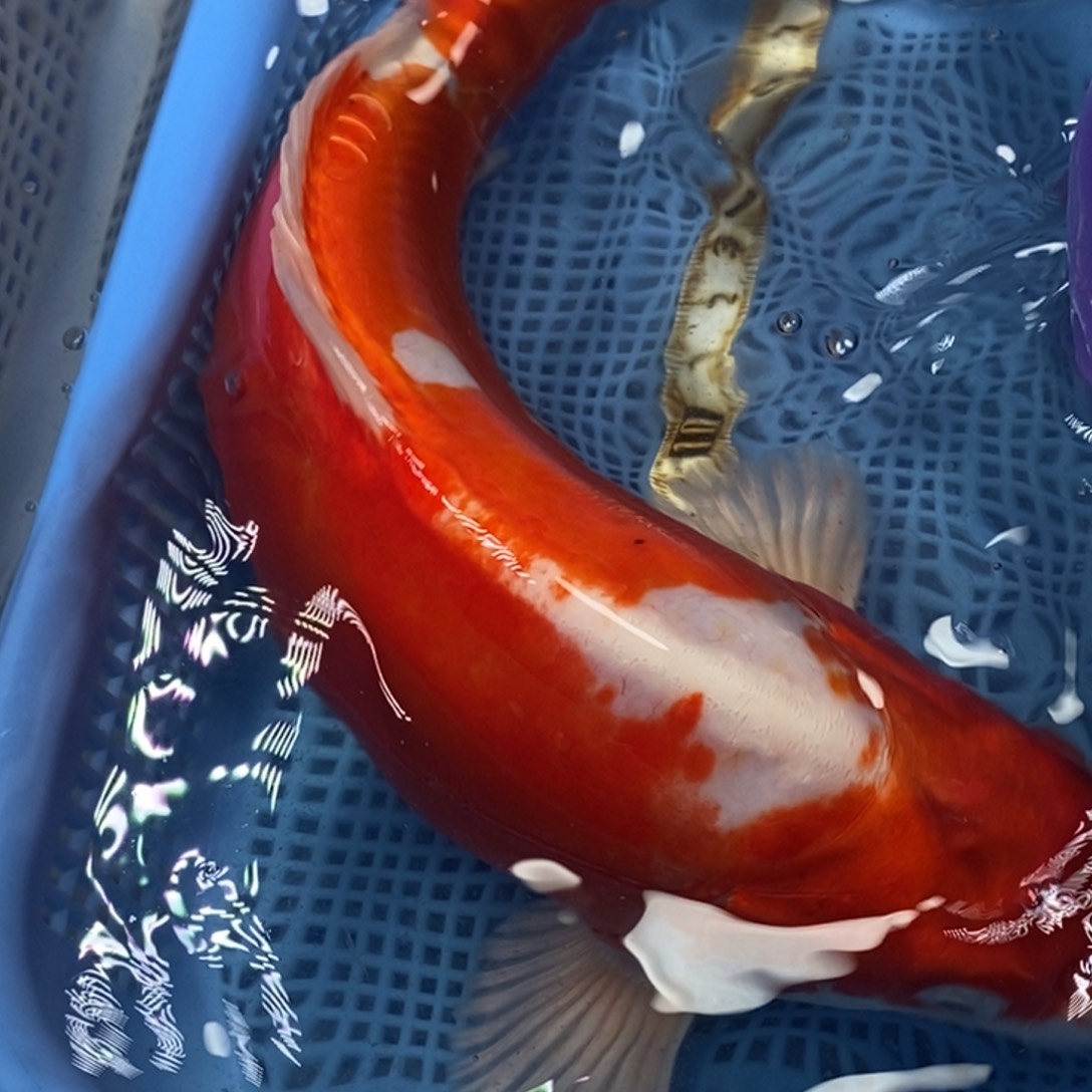 锦鲤冷水锦鲤包邮