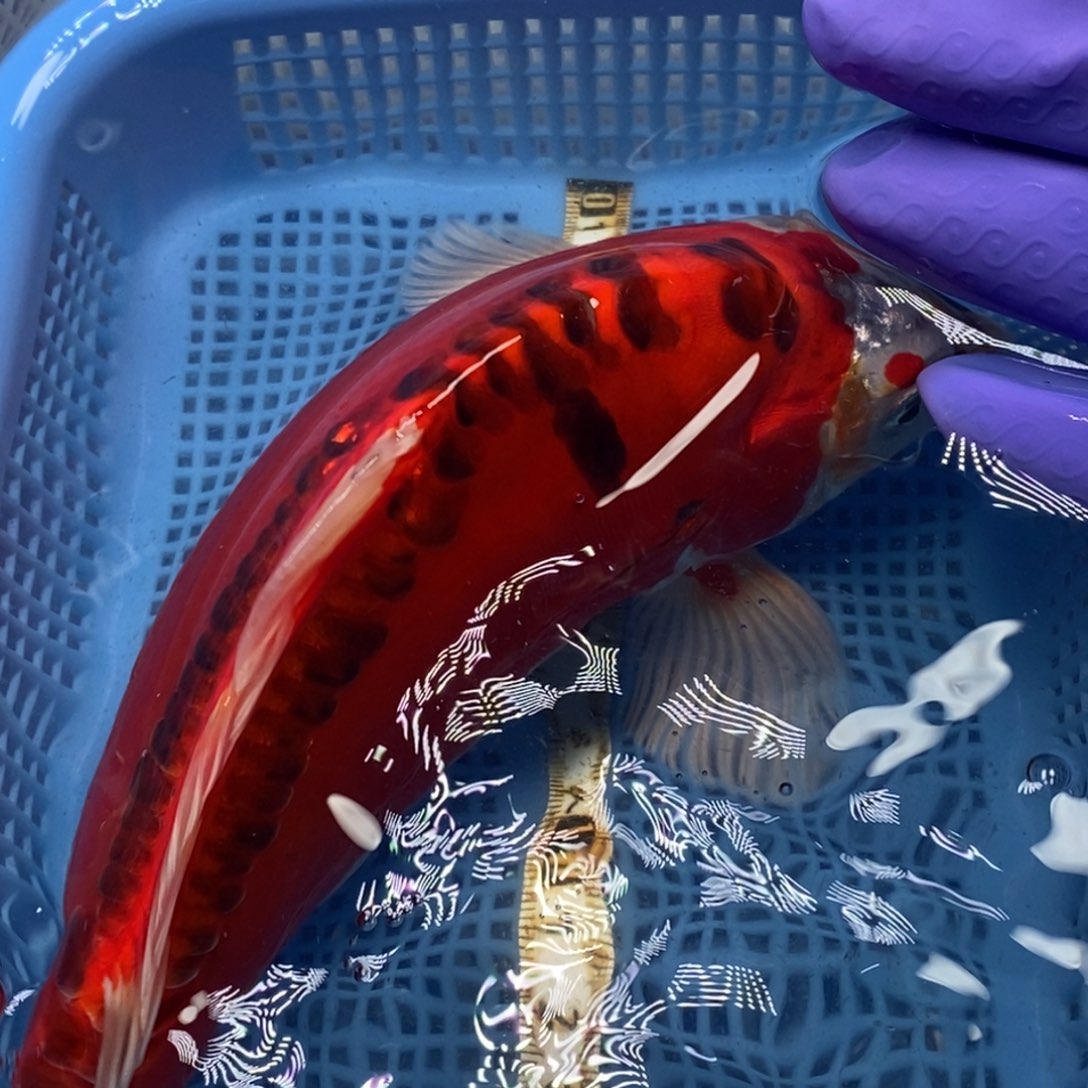 锦鲤冷水锦鲤包邮