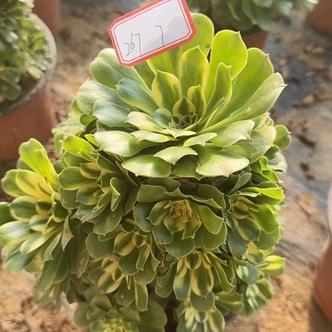 多肉植物辛尼亚267