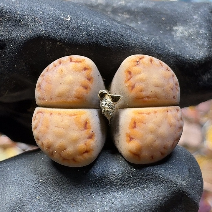 生石花122222。   217