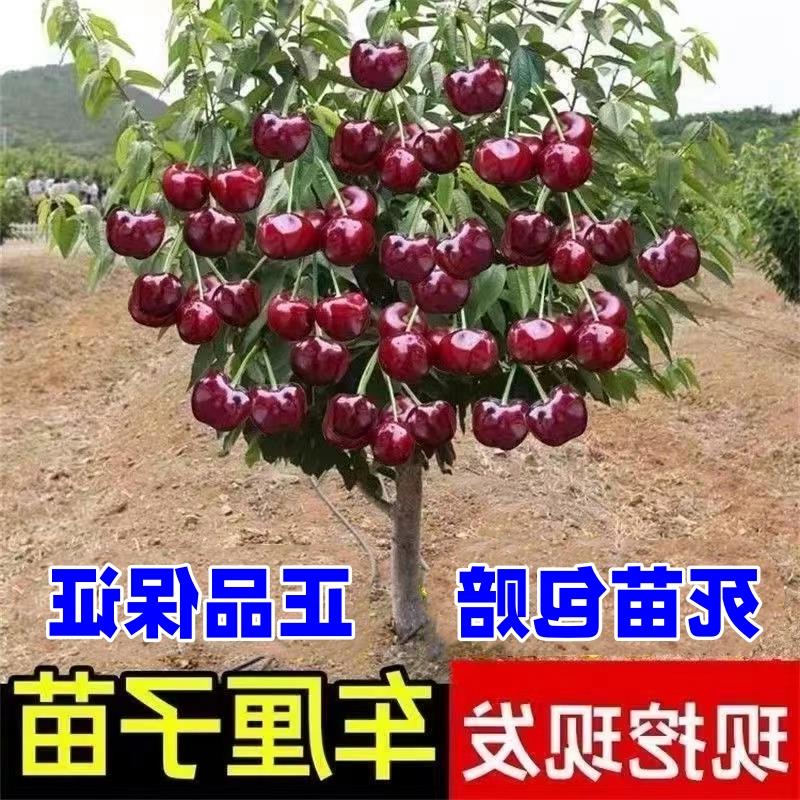 车厘子树苗樱桃树苖南方北方种植盆栽庭院果树正宗嫁接大樱桃树苗
