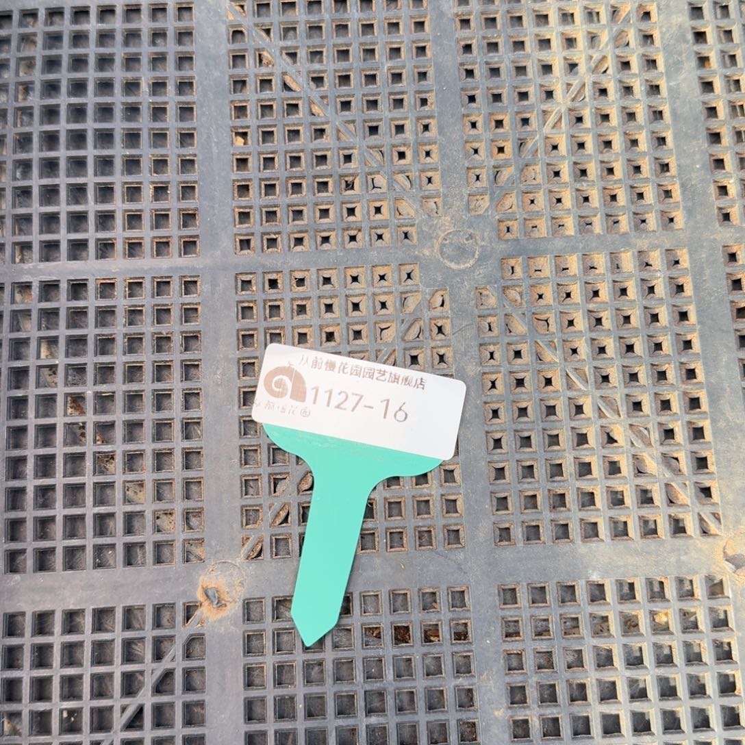 从前慢多肉精选编号1127.16