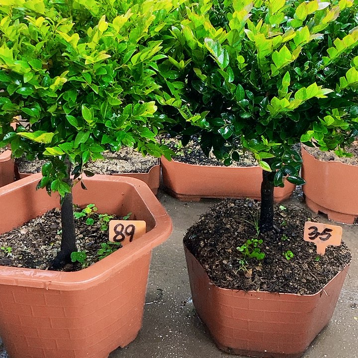 完全开放小叶紫檀亲