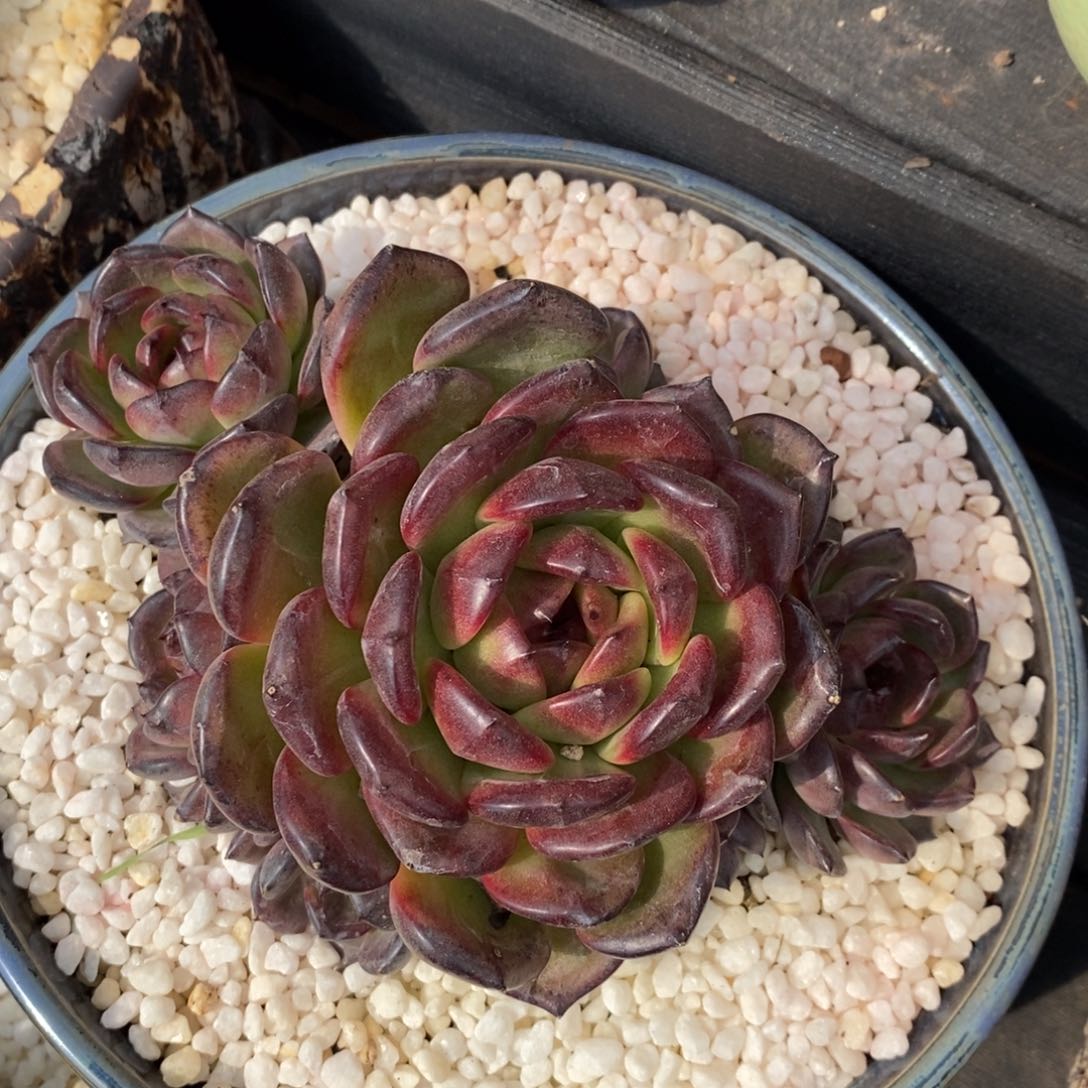 黑橙多肉植物盆栽