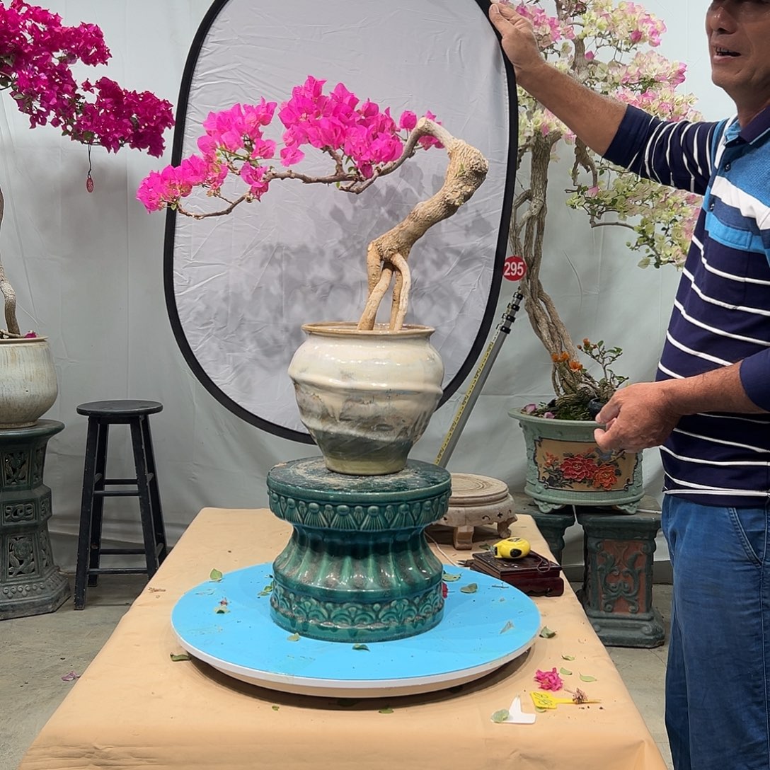 万***红当前无花朵，栽培后可花朵