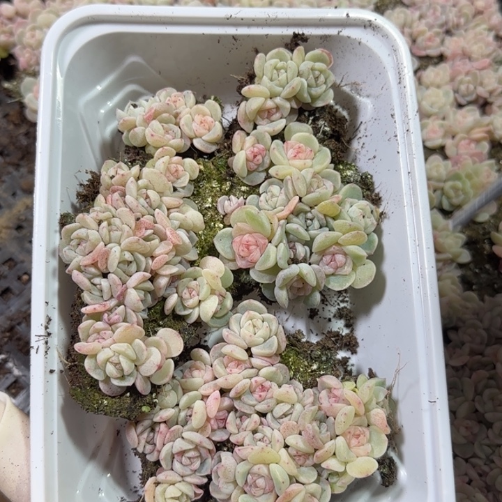77号王者系列多肉一盒