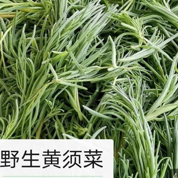 新鲜发货鲜嫩黄须菜火锅食材现挖野菜可凉拌