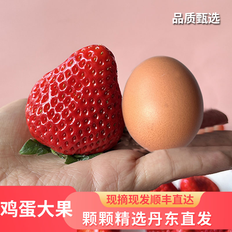 【果王】丹东99大草莓比鸡蛋还要大的草莓顺丰包邮1斤十个左右