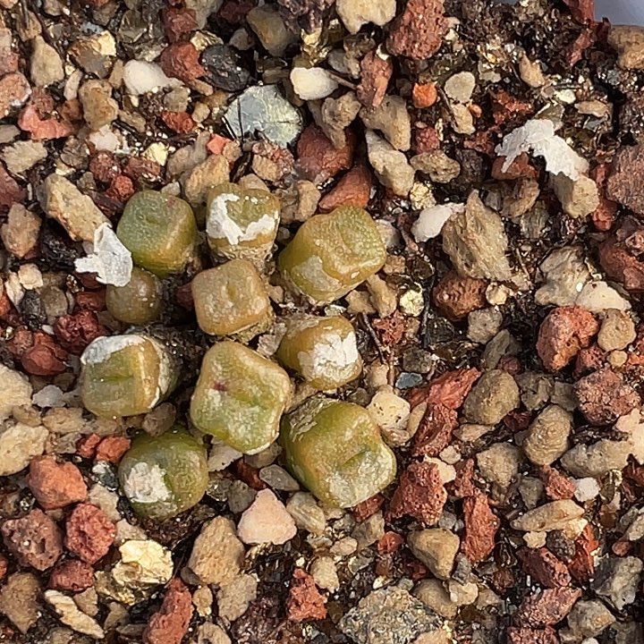 30-37方糖多肉植物
