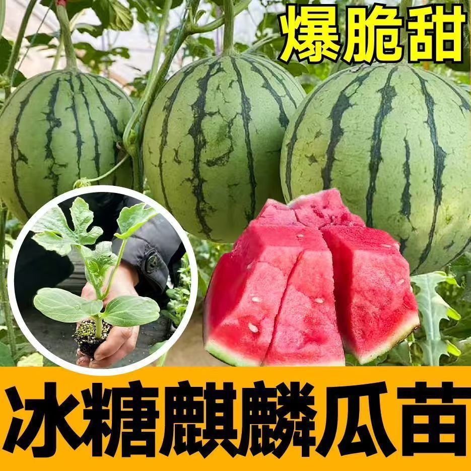 冰糖麒麟西瓜苗带土球皮薄手剥小西瓜苗
