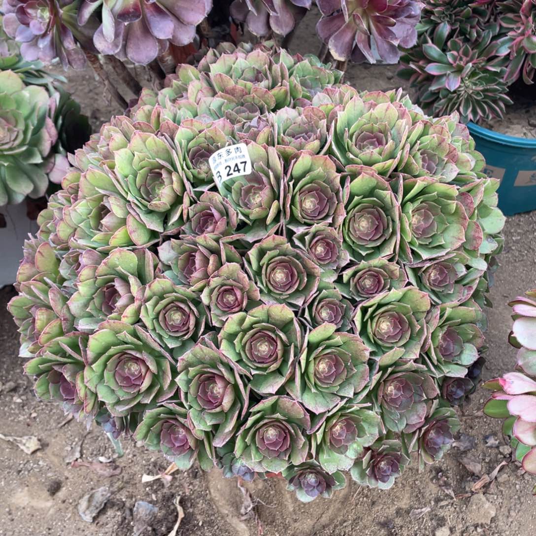 247红心多肉法师断枝不包