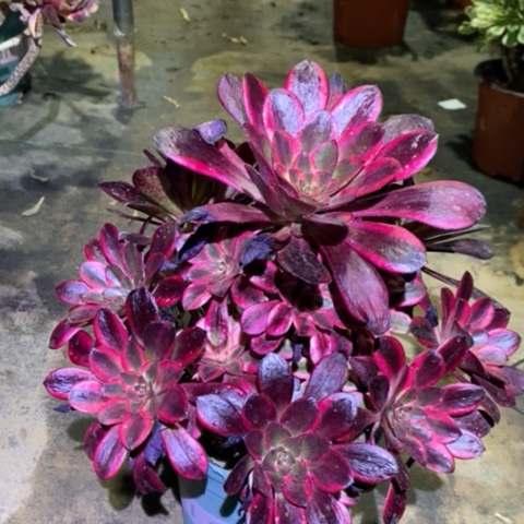 丽娜多肉植物013